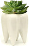 Ceramic Tooth Shaped Pen Pencil Toothbrush Holder Pot Succulent Plant Pot Home Office School Dentists Gift Ideal Gifts for Women, Mom or Birthdays...