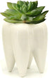 Ceramic Tooth Shaped Pen Pencil Toothbrush Holder Pot Succulent Plant Pot Home Office School Dentists Gift Ideal Gifts for Women, Mom or Birthdays...
