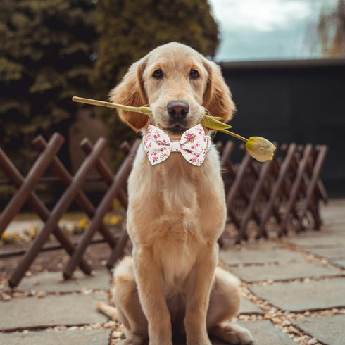 Adjustable Pet Bow Tie and Dog Collar for Small Medium Large Dogs, Puppy Collar with Bowtie, Cute Bow and Dog Collars - Comfortable, Soft, and Dur...