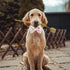 Adjustable Pet Bow Tie and Dog Collar for Small Medium Large Dogs, Puppy Collar with Bowtie, Cute Bow and Dog Collars - Comfortable, Soft, and Dur...