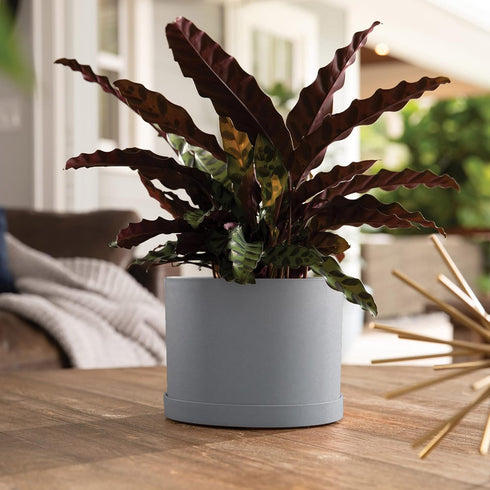 Bloem Mathers Round Planter with Saucer Tray: 6" - Cement - Modern Design, Durable Plastic Pot, Removable Saucer, for Indoor & Outdoor Use, Garden...