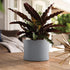 Bloem Mathers Round Planter with Saucer Tray: 6" - Cement - Modern Design, Durable Plastic Pot, Removable Saucer, for Indoor & Outdoor Use, Garden...