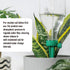 6 Pcs Plant Waterer Automatic Adjustable Plant Watering Spikes Self Water Drip Irrigation System with Control Valve Switch for Garden Home Indoor ...