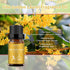 BURIBURI Hotel Scent Essential Oil, Lifestyle Hotel Collection Fragrance Aromatherapy Oil Blends, Air Freshener Hotel Collection Diffuser Oil - Yi...