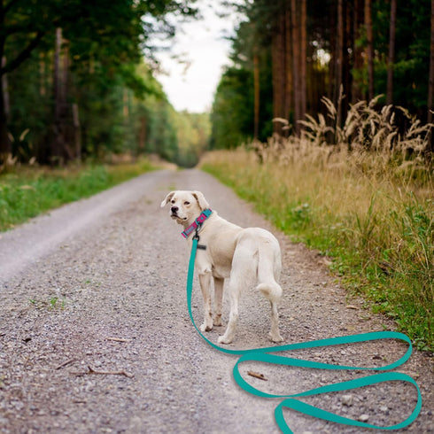 5ft Viridian Green Waterproof Training Dog Leash?Sturdy Dirt & Odor-Resistant Leash for Small Medium Large Dog? Cute Color Leash for Boys Girly Do...