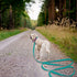 5ft Viridian Green Waterproof Training Dog Leash?Sturdy Dirt & Odor-Resistant Leash for Small Medium Large Dog? Cute Color Leash for Boys Girly Do...