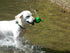 Small Fuchsia 3-Play Turtle Dog Toy with Ecolast Recycled Material - Tough & Sustainable Chew Toy for Dogs & Puppies/Treat Dispenser/Floats above ...