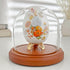 Plymor 4" x 4" Glass Display Dome Cloche (Walnut MDF Base)...
