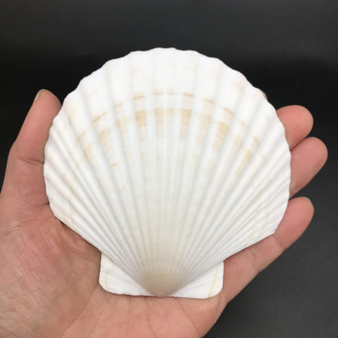 PEPPERLONELY 8 PC Large Great Scallop Sea Shells, Irish Deeps or Irish Baking Shells, 3 Inch ~ 4 Inch...