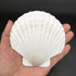 PEPPERLONELY 8 PC Large Great Scallop Sea Shells, Irish Deeps or Irish Baking Shells, 3 Inch ~ 4 Inch...
