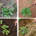 Weed Puller Tool, 2023 New Durable Garden Weed Pulling Tool, Portable Garden Weeder Tool for Vegetable Gardening Backyard Farm Planting & Weeding ...