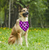 Dog Bandana, Little Brother Dog Bandana, Dog Scarf Plaid Printing, Dog Scarf Accessories, Dog Bandana Pet Scarf, Pet Baby Announcement Plaid Scarf...