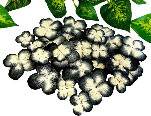 Handmade Hydrangeas Petals Flowers Mulberry Paper Flower Patch Scrapbooking Wedding DIY Craft Supplies Card Mini Artificial Paper Flowers (Black &...