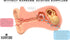 Eargasm Aviation Earplugs Small - Airplane Ear-Plugs for Ear Pressure Relief on Flights - Perfect High Altitude Air Travel Essential Earplugs for ...