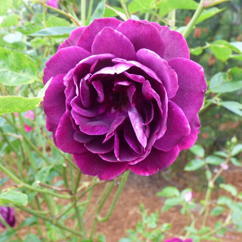 Purple Climbing Rose Seeds Attracts Birds Fragrant Deer Resistant Ornamental Fences Arbors Wall Outdoor 100Pcs Flower Seeds by YEGAOL Garden...