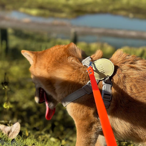 Dog Training Long Leash Waterproof Long Line Heavy Duty Outdoor Recall Lead 10ft 15ft 20ft 30ft 50ft for Small Medium Large Dog (15FT, Orange)...
