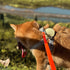 Dog Training Long Leash Waterproof Long Line Heavy Duty Outdoor Recall Lead 10ft 15ft 20ft 30ft 50ft for Small Medium Large Dog (15FT, Orange)...