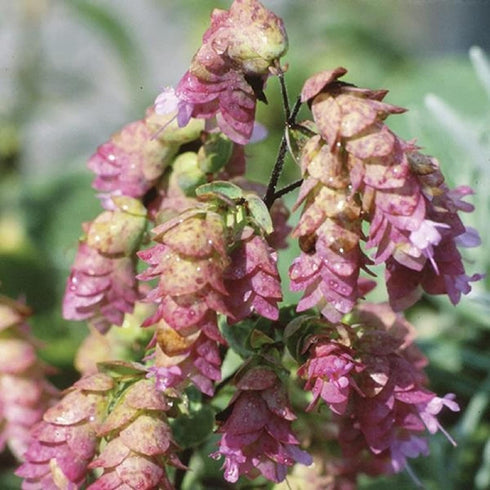 CHUXAY GARDEN 50 Seeds Origanum 'Kirigami',Ornamental Oregano,Wild Marjoram 'Kirigami' Ornamental Oregano Flowering Herb Plant Lovely Light Purple...