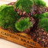 6Pcs Foam Moss Green Hay Stone DIY Family Garden Decoration Vase Glass Moss Miniature Landscape Artificial Plant...