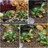 2pcs Mini Frog Statues Miniature Resin Frogs Small Frog Figurine Animal Sculpture Artificial Frog Statue for Garden Yard Micro Fairy Garden Orname...