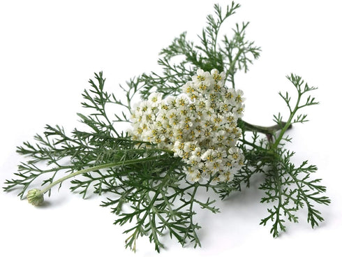 Yarrow Flower - Achillea millefolium Loose Leaf & Flower C/S from 100% Nature (04 oz)...