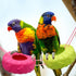 Bird Swing Toys, Colorful Tires Parrot Hammock, Bird Cage Accessories, Suitable for Parakeets Budgie Conure Cockatiel...