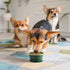 Collapsible Dog Bowl with Non Skid Suction Base -100% Pure Silicone Foldable Water Bowl, Portable Dog Bowl for Travel, Hiking & Camping 350mL 1 Pi...