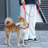 EXCELLENT ELITE SPANKER Nylon Dog Leash Basic Style 5 Feet Long 1/2" Wide Rope for Small Pets Dogs and Cats Walking(Green)...