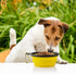 3 Collapsible Silicone Dog Bowl, Foldable Expandable Cup Dish for Small Pet Cat Food Water Feeding Portable Travel Bowl, Free Pet ID-Tag (S/Yellow...