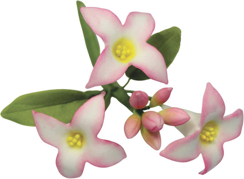 PME Daphne Flower Petal Cutters, Stainless Steel, Set of 2...