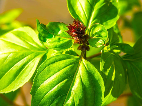 Mexican Basil with Cinnamon Flavor Exotic Herb Garden Seeds for Planting 200+ Seeds...