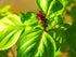 Mexican Basil with Cinnamon Flavor Exotic Herb Garden Seeds for Planting 200+ Seeds...