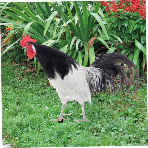 2pcs Decorative Garden Inserts Outdoor Sculpture Garden Poultry Statue Outdoor Sign Garden Stake Yard Sign Outside House Decor Garden Chicken Stat...