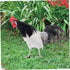 2pcs Decorative Garden Inserts Outdoor Sculpture Garden Poultry Statue Outdoor Sign Garden Stake Yard Sign Outside House Decor Garden Chicken Stat...