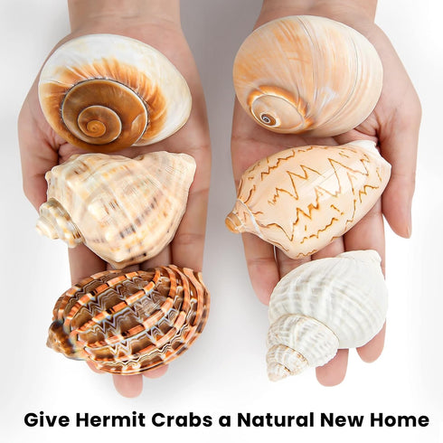 6PCS Large Hermit Crab Shells | Natural Sea Conch Size 3" - 3.5", Opening Size 1.5" - 2.5" | Turbo Seashells for Hermit Crab Supplies and Beach De...