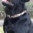 Fabulous Collar with Dogs Who Escape - Hyhug Pets Upgraded Escape Proof Martingale Collar for Dogs Daily Use Walking and Training (Large, Forest)...