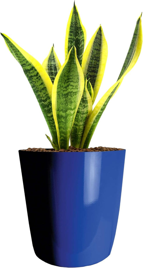 The HC Companies 6 Inch Aria Round Planter - Plastic Plant Pot for Indoor Outdoor Plants Flowers Herbs, Sapphire Blue...