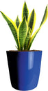 The HC Companies 6 Inch Aria Round Planter - Plastic Plant Pot for Indoor Outdoor Plants Flowers Herbs, Sapphire Blue...