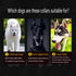 Leather Dog Collar for Medium Dogs Modern Stylish Look Best -Black...