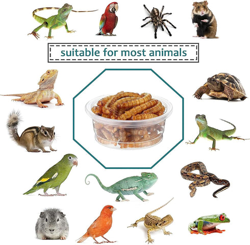 0.5oz Crested Gecko Food and Water Feeding Cups, Reptile Feeder Bowls, Plastic Replacement Food Dish for Lizard and Other Small Pet Ledge Accessor...