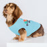 Fitwarm Birthday Boy Dog Shirt, Bir-ruff-day Boy Funny Dog Clothes for Small Dogs Boy, Pet Birthday Outfit, Cat Tshirt, 100% Breathable Cotton, Aq...
