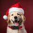 Christmas Plaid Dog Collar, Cute Adjustable Red Collar for Boy and Girl Dogs, Dog Collar with Strong Plastic Buckle - for Small Medium Large Pets,...