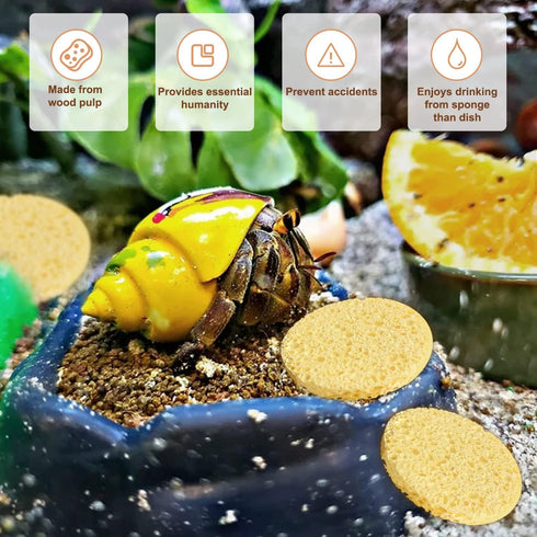 20 Pieces Hermit Crab Sponges,Real Pets Crab Sea Sponges in Yellow,Provide Nutrients Crab Sponges,Hermit Crab Water Dish Sea Sponge,for Pet Hermit...