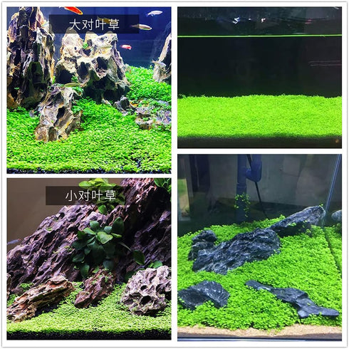 3 Aquarium Plant Se-e-d Combo, no ArtificiaL, Fresh Water Grass for Fish Tank Terrarium Dwarf Carpet,Universal substrate, not Plastic 11aab...