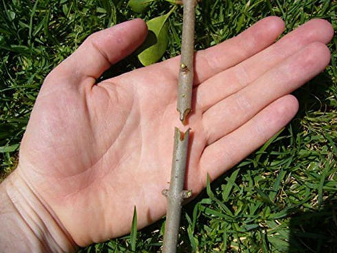 Garden Fruit Tree Professional Prune Shear Snip Grafting Cutting Tool with 2 Extra Blades, a Phillips Screwdriver and a Wrench - Tree Grafting Kit...
