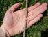 Garden Fruit Tree Professional Prune Shear Snip Grafting Cutting Tool with 2 Extra Blades, a Phillips Screwdriver and a Wrench - Tree Grafting Kit...