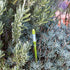 Aquameter, Plant Moisture Sensor, Set of 2 (Green, Large)...