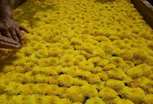 TooGet Dried Chrysanthemum Herbal, Premium Golden-Yellow Fetal Chrysanthemum Flower Tea, Loose Leaf Floral Tea, Top Grade - 2 OZ...