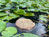 AQUA KT Aquatic Turtle Round Floating Dock Tortoise Bearded Dragon Basking Platform with Suction Cup for Reptile Aquatic Aquarium Decoration...