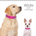 Didog Reflective Dog Collar with Buckle, Adjustable Soft Neoprene Padded Nylon Pet Collars for Small Medium Large Dogs, Hot Pink, M...